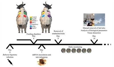 Transcriptome and Proteome Response of Rhipicephalus annulatus Tick Vector to Babesia bigemina Infection